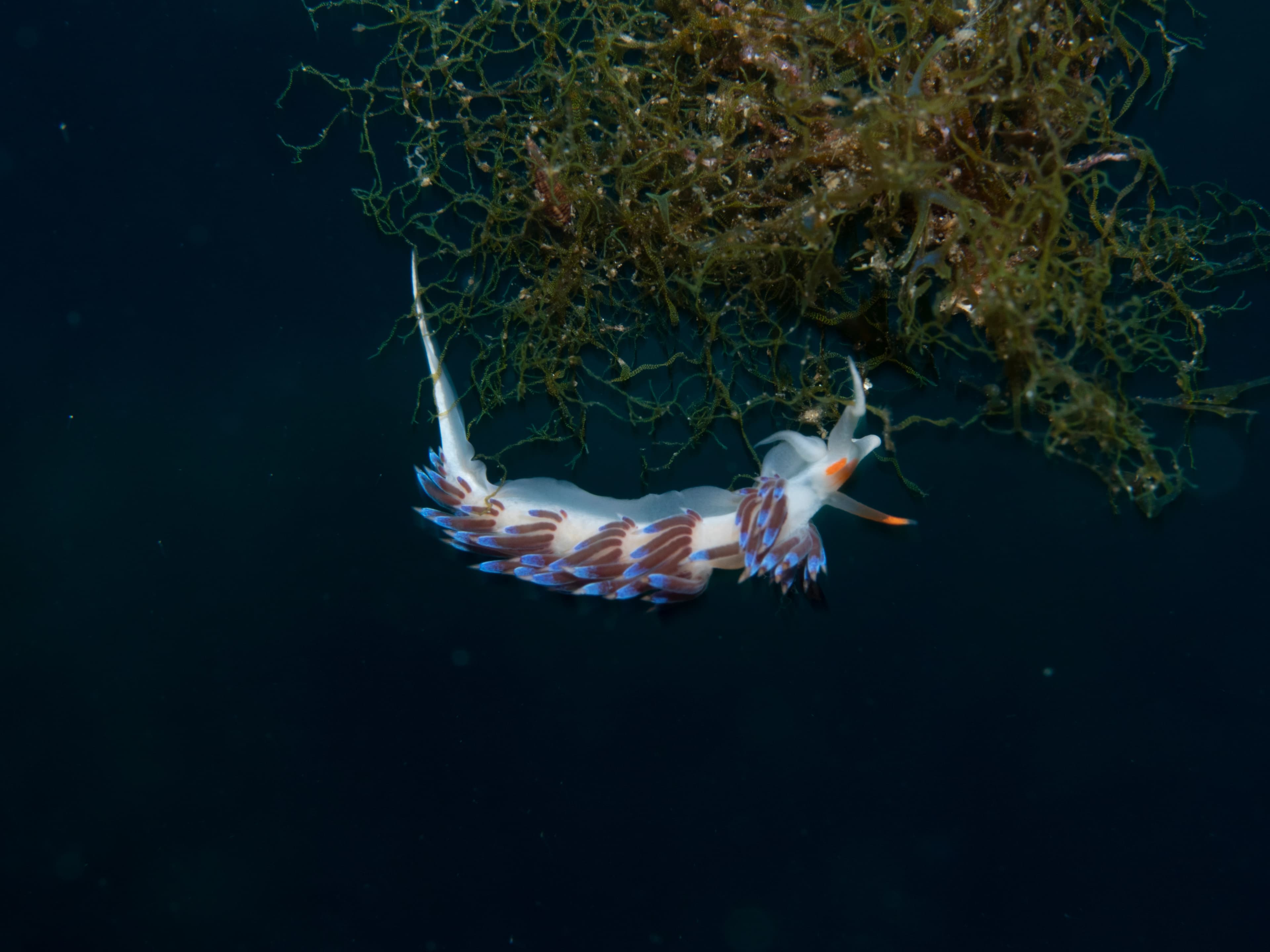 Plongeur entrant dans une grotte sous-marine