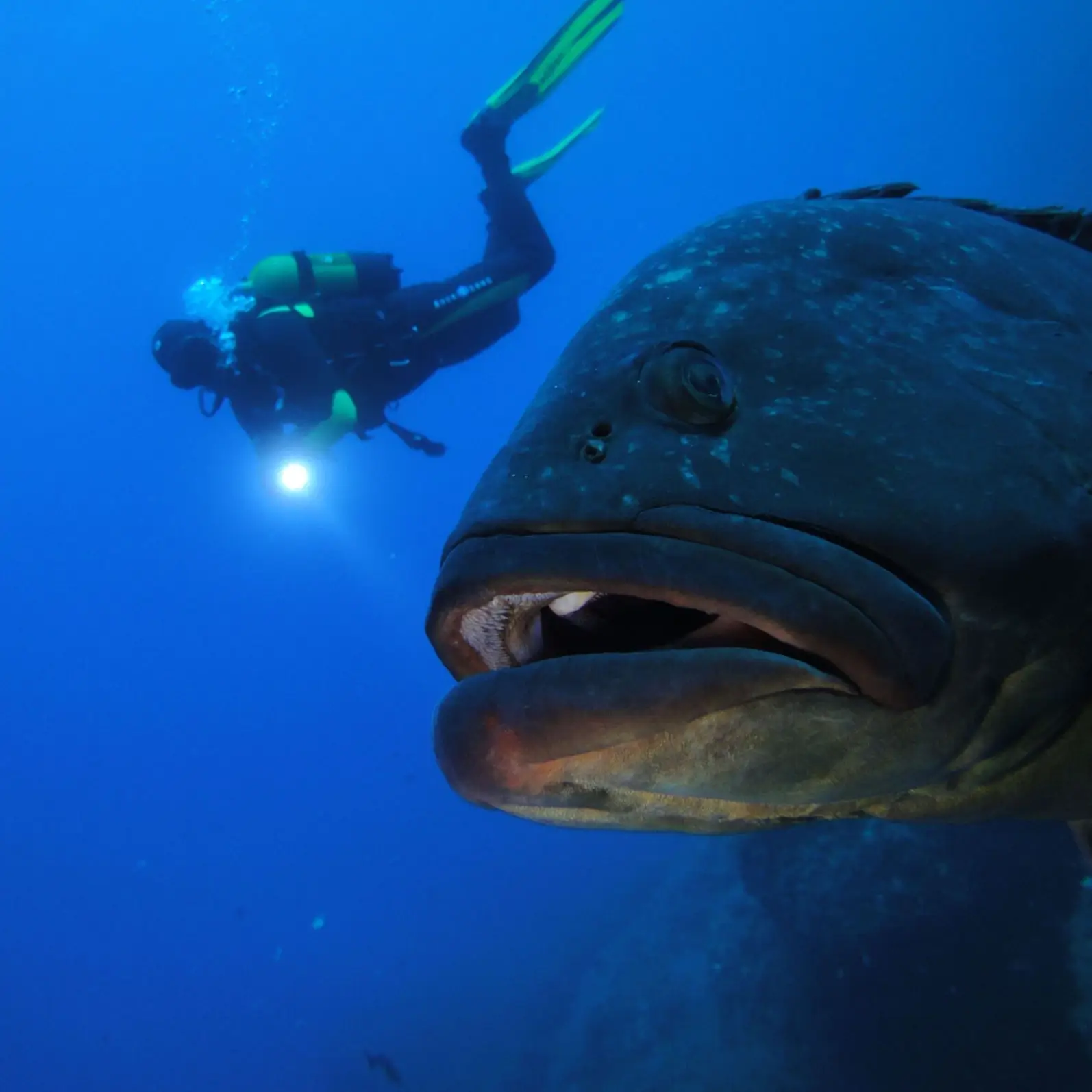 Certified divers Mallorca 4